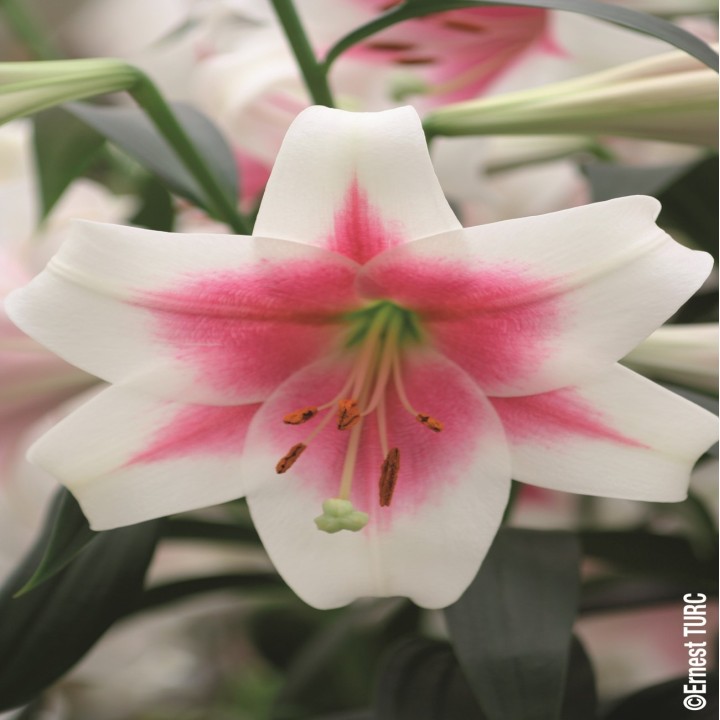 Bulbes Lis Longiflorum Triumphator  les 25