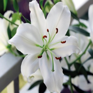 Bulbes Lis Oriental blanc les 25