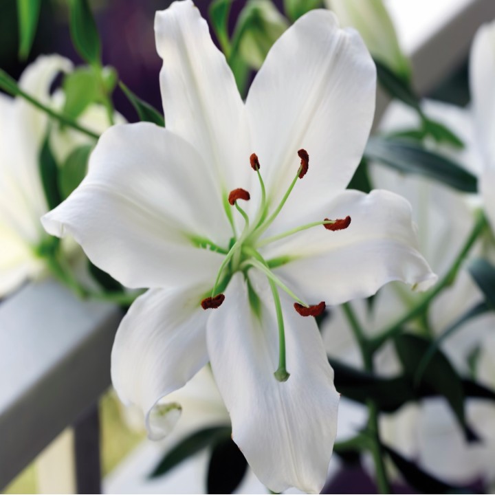 Bulbes Lis Oriental blanc les 25