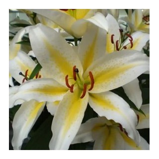 Bulbes Lis Oriental Baferrari les 25