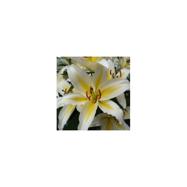 Bulbes Lis Oriental Baferrari les 25