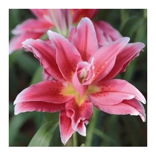 Bulbes Lis Oriental double rose les 25