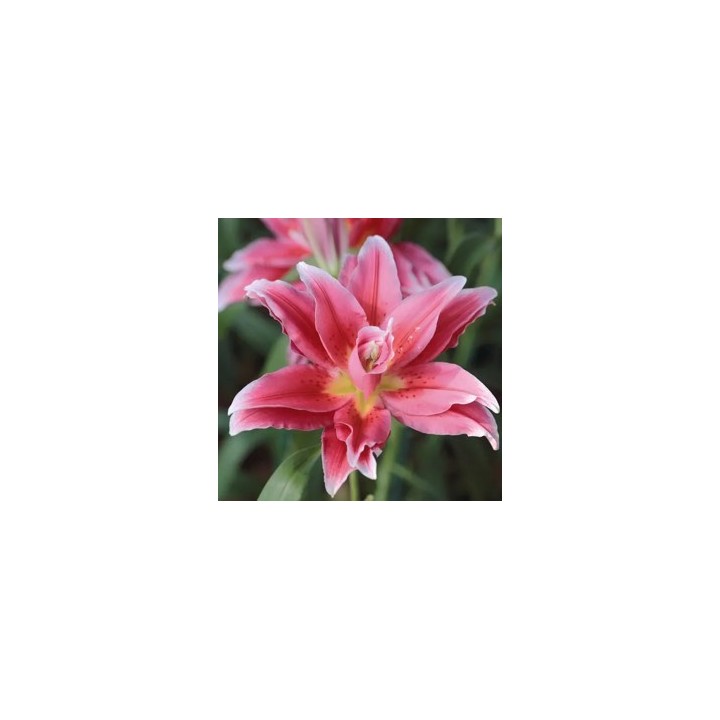 Bulbes Lis Oriental double rose les 25