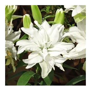 Bulbes Lis Oriental double blanc  les 25