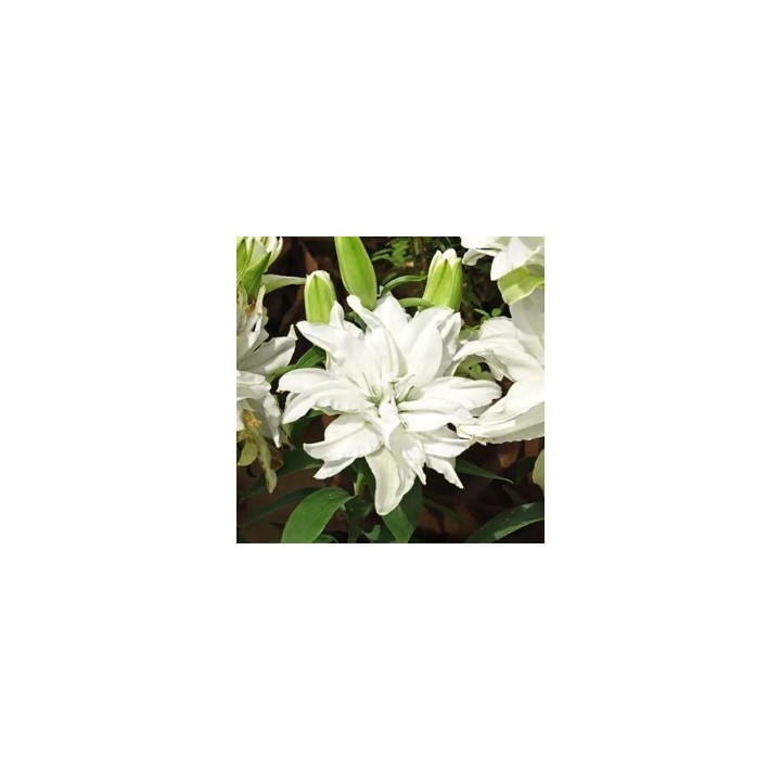 Bulbes Lis Oriental double blanc  les 25