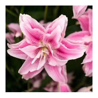 Bulbes Lis Oriental STARGAZER les 25