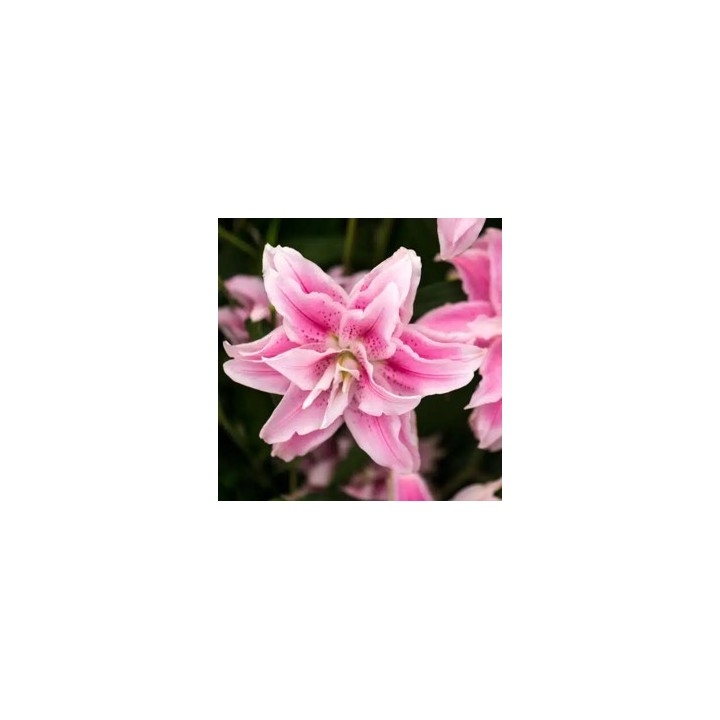 Bulbes Lis Oriental STARGAZER les 25