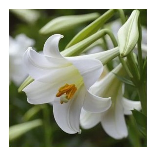 Bulbes Lis Trompette Regale Album les 25