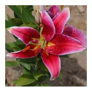 Bulbes Lis Oriental rose foncé les 25