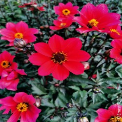 Dahlia Nain Simple Prag