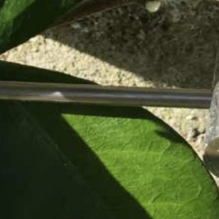 Tige Végé'nox 1.5ml