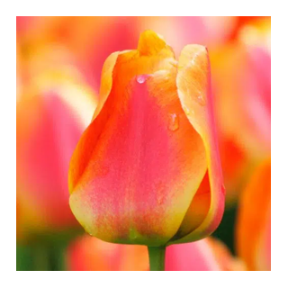 Bulbes Tulipe Darwin Hybride Apeldoorn’s Elite 12/+