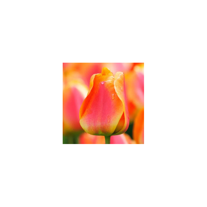 Bulbes Tulipe Darwin Hybride Apeldoorn’s Elite 12/+