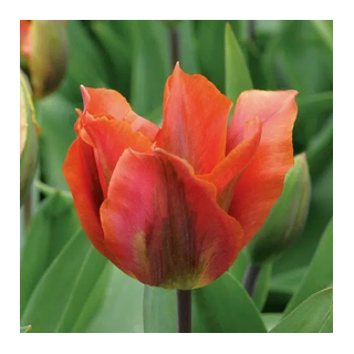 Bulbes Tulipe Viridiflora Artist cal 12/+ les 100