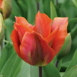 Bulbes Tulipe Viridiflora...