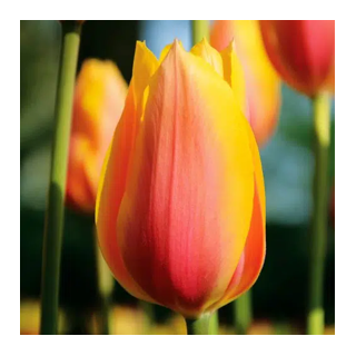 Bulbes Tulipes Blushing Lady cal 12/+ les 100