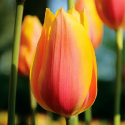 Bulbes Tulipes Blushing...