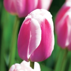 Bulbes Tulipes Darwin...
