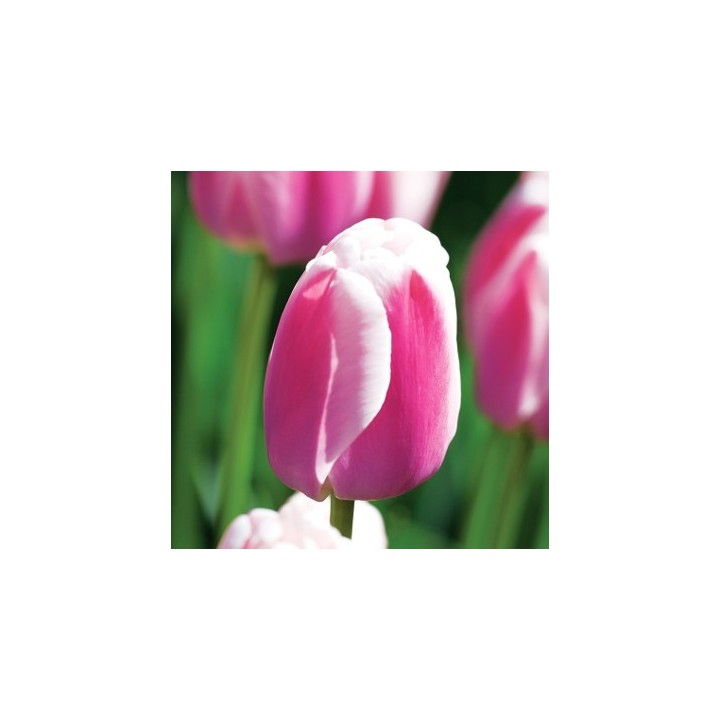 Bulbes Tulipes Darwin Hybride Ollioules cal 12/+ les 100