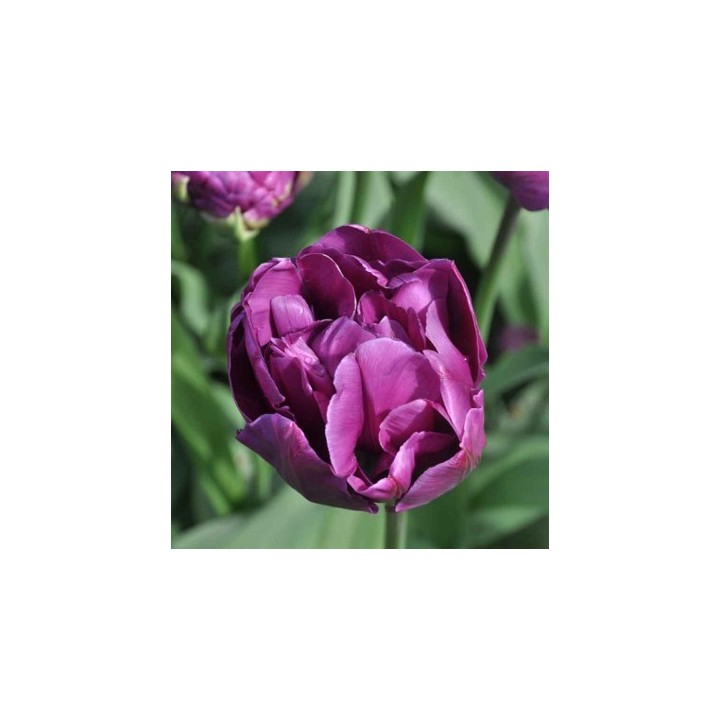 Bulbes Tulipes Perroquet Parrot Prince cal 11/12 les 100