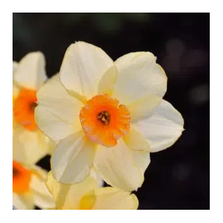 Bulbes Narcisses Jonquille Kedron 14/16