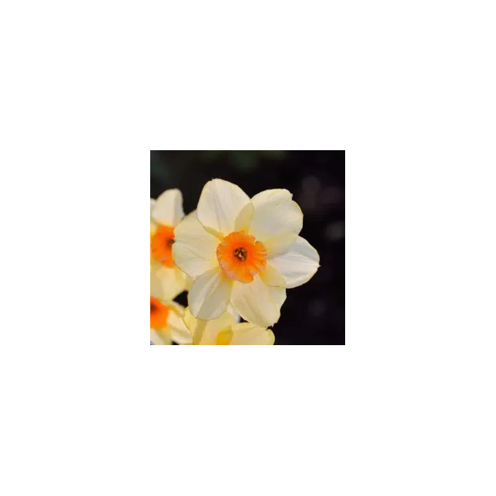 Bulbes Narcisses Jonquille Kedron 14/16