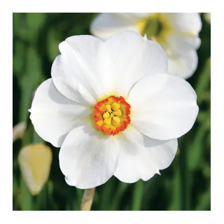 Bulbes Narcisses Poeticus Actea cal 14/16 les 100