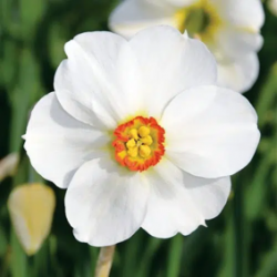 Bulbes Narcisses Poeticus...