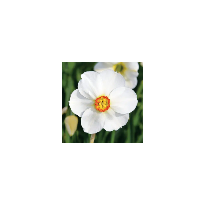 Bulbes Narcisses Poeticus Actea cal 14/16 les 100