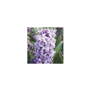 Bulbes Jacinthe Splendid Cornelia 15/+