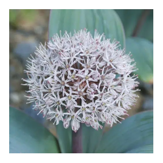 Bulbes Allium Bas Karataviense Blanc Rosé 12/+