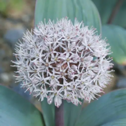 Bulbes Allium Bas...