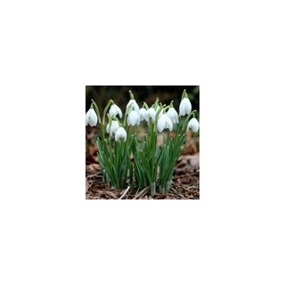 Bulbes Perce Neige Galanthus Nivalis 05/06 les 100