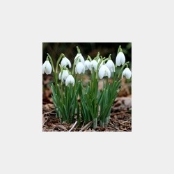 Bulbes Perce Neige...