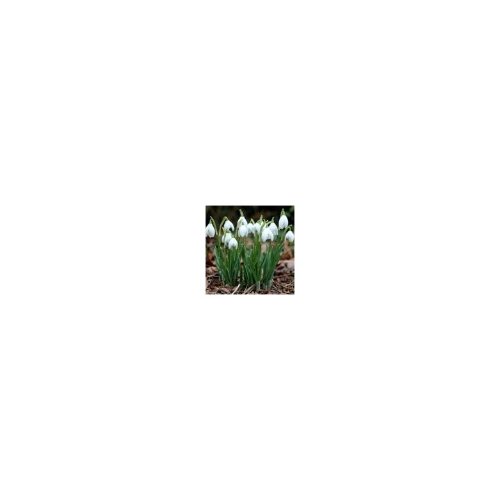 Bulbes Perce Neige Galanthus Nivalis 05/06 les 100
