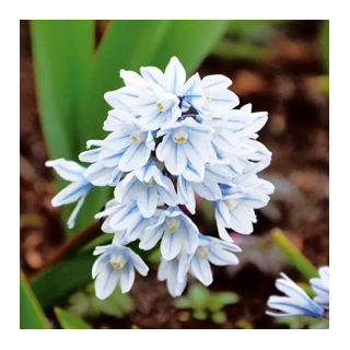 Bulbes Puschkinia Scilloides 5+ les 100