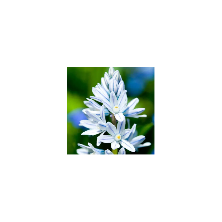 Bulbes Puschkinia Scilloides 5+ les 100