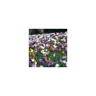Bulbes Mélange Crocus Méca'flore  les 1000