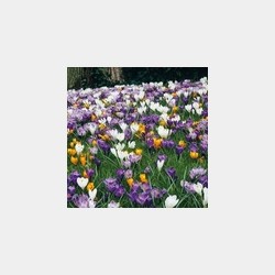 Bulbes Mélange Crocus...