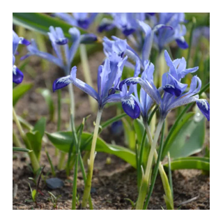 Bulbes Iris Nain Clairette cal 05/06, par 100