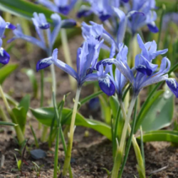 Bulbes Iris Nain Clairette...