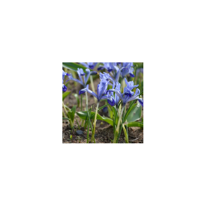 Bulbes Iris Nain Clairette cal 05/06, par 100