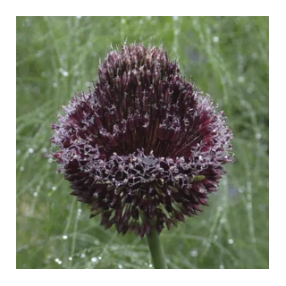 Bulbes ALLIUM Amethystinum Red Mohican-Naturalisable 10/+ Les 10