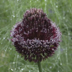 Bulbes Allium Forelock cal...