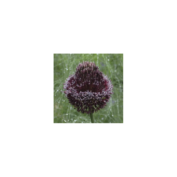 Bulbes ALLIUM Amethystinum Red Mohican-Naturalisable 10/+ Les 10
