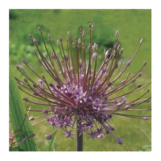 Bulbes Allium Schubertii cal 12/+ les 10