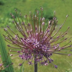 Bulbes Allium Schubertii...
