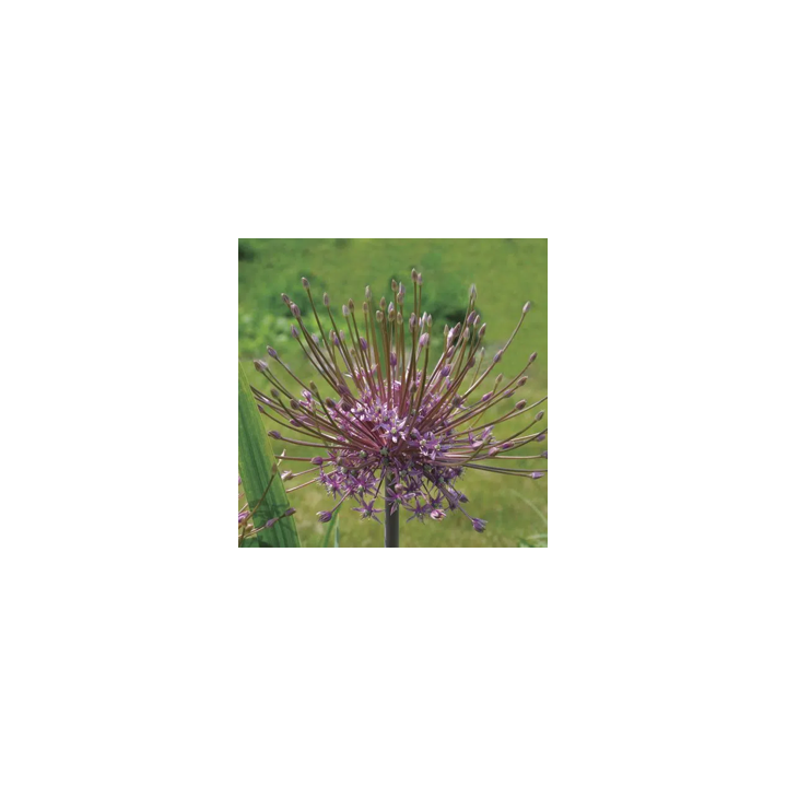 Bulbes Allium Schubertii cal 12/+ les 10