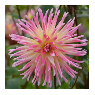 Bulbes  Dahlia Cactus Prestige les 10