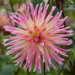Bulbes  Dahlia Cactus...